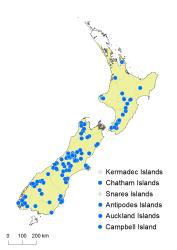 Blechnum montanum distribution map based on databased records at AK, CHR & WELT.
 Image: K.Boardman © Landcare Research 2020 CC BY 4.0